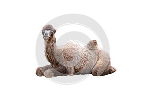 Young camel lies isolated on white background