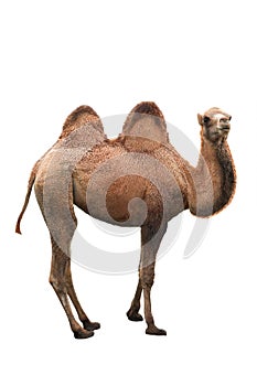 Young camel