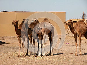 Young camels on camel market in egypt