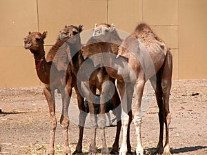 Young camels on camel market in egypt