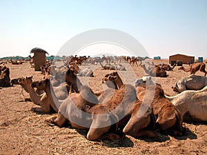 Young camels on camel market in egypt