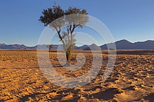 Young camelthorn tree in arid country