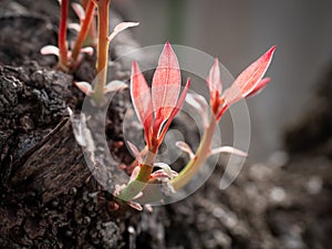 young Camphor Tree (Cinnamomum camphora) shoots