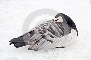 Young canada goose sleeping in the snow