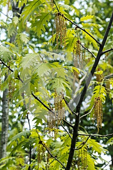 Young canadian oak