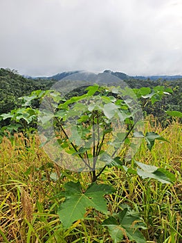 young candlenut tree