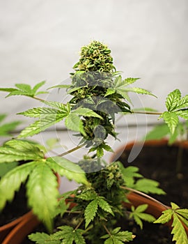 Young Cannabis plant