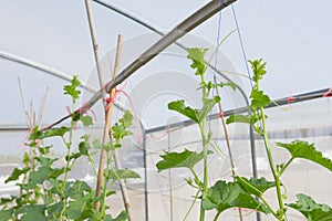 Young cantaloupe melons in GreenHouse