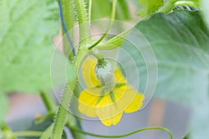 Young cantaloupe melons in GreenHouse