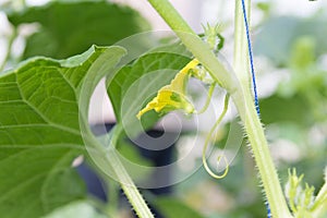 Young cantaloupe melons in GreenHouse