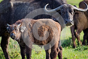 Young cape buffalo calf stands next to mother