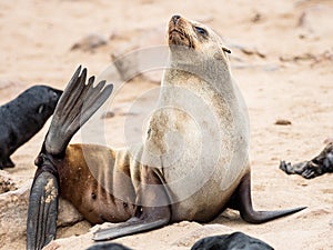 Young Cape Fur Seal at Cape Cross Seal Reserve, Skeleton Coast, Namibia, Africa