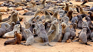 Young Cape fur seal pups with their mothers at the seal colony on the beach at Cape Cross on the Namibian coast.