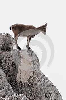 Young capricorn on the edge of the rock looking down