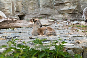 Young capricorn resting