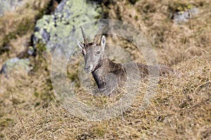 Young Capricorn sits in the dry grass on a beautiful autumn day