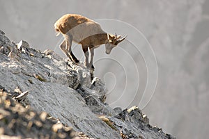 Young capricorn is standing on a rock