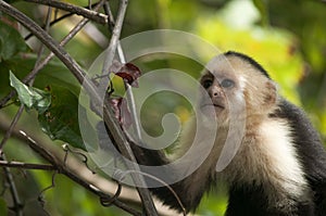 Young Capuchin Monkey