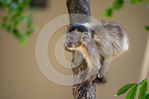 Young Capuchin Monkey climbing a tree