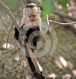 Young capuchin monkey in the jungle. photo