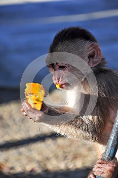 A young capuchinne monkey eating papaya
