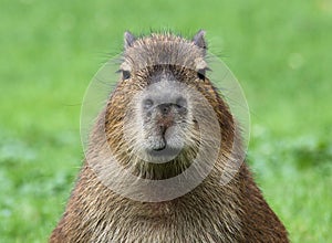 Young Capybara photo