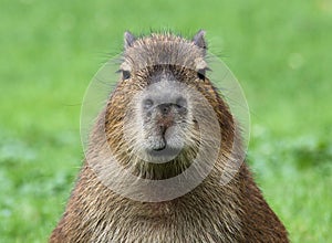 Young Capybara