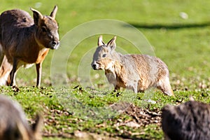 Young capybara running in short grass