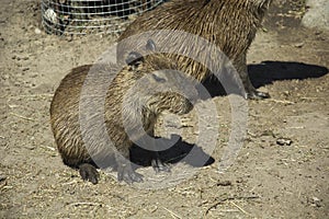 Young Capybara sitting on the ground