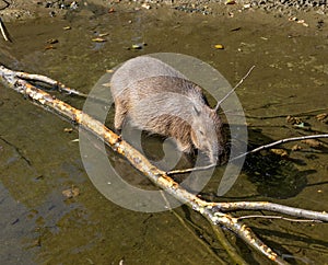 Young Capybara in a pond