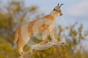 Young Caracal (Felis caracal) South Africa photo