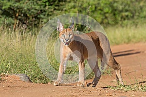 Young Caracal in South Africa