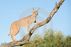 Young Caracal in a tree, South Africa photo