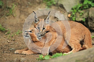 Young caracals