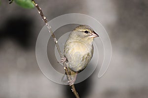 Young Cardinal bird on branch