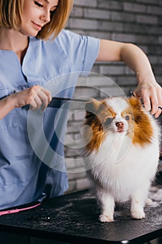 Careful professional groomer handle with pet spitz in salon