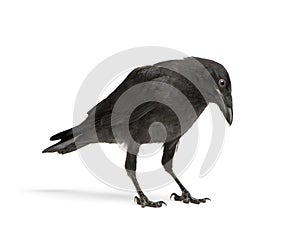 Mladý zdochliny vrana (3 mesiacov) 
