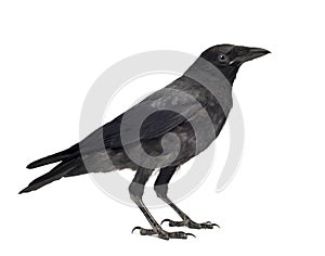 Young Carrion Crow - Corvus corone (3 months) photo