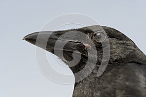 Young Carrion Crow - Corvus corone (4 months)