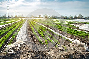 Young carrot grow in small greenhouses under plastic film on the field. Seedlings. Organic vegetable plantations. Farming.