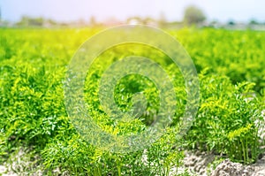 A young carrot grows in the soil close-up. farming, eco-friendly agricultural products, detox, fresh vegetables, vegetarian food