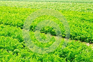 A young carrot grows in the soil close-up. farming, eco-friendly agricultural products, detox, fresh vegetables, vegetarian food