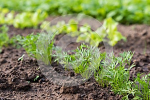 Young carrot plant sprouting out of soil on a vegetable bed