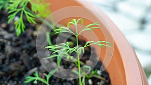 Young carrot sprout growing in a container garden, on a patio, outdoors in summer time. Growing root vegetables hobby