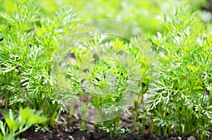 Young carrot tops, growing vegetables in the open ground on fertile soil, the concept of agriculture and farms.