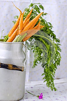 Young carrots with tops in a can