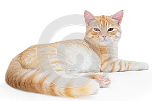 Young, carroty cat isolated on a white background