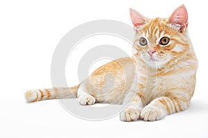 Young, carroty cat isolated on a white background