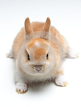 Young carroty rabbit on white