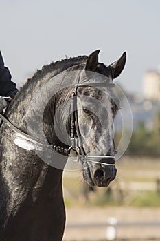 Young carthusian stallion in a dressage competition